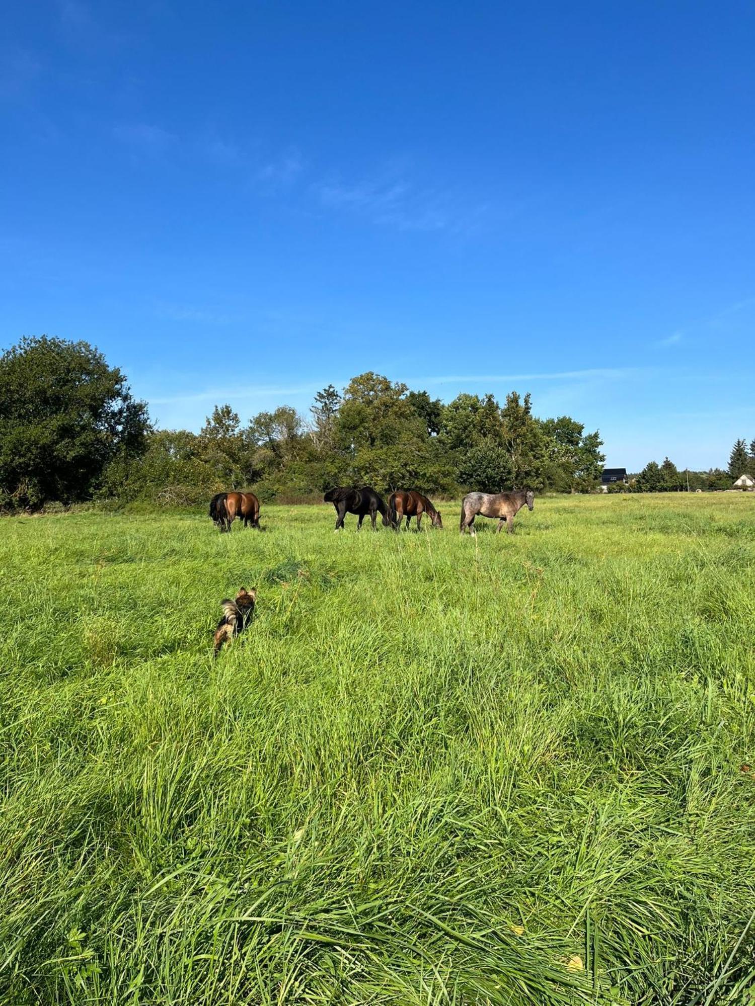 Stajnia Orlowscy Villa Ladzin  Esterno foto