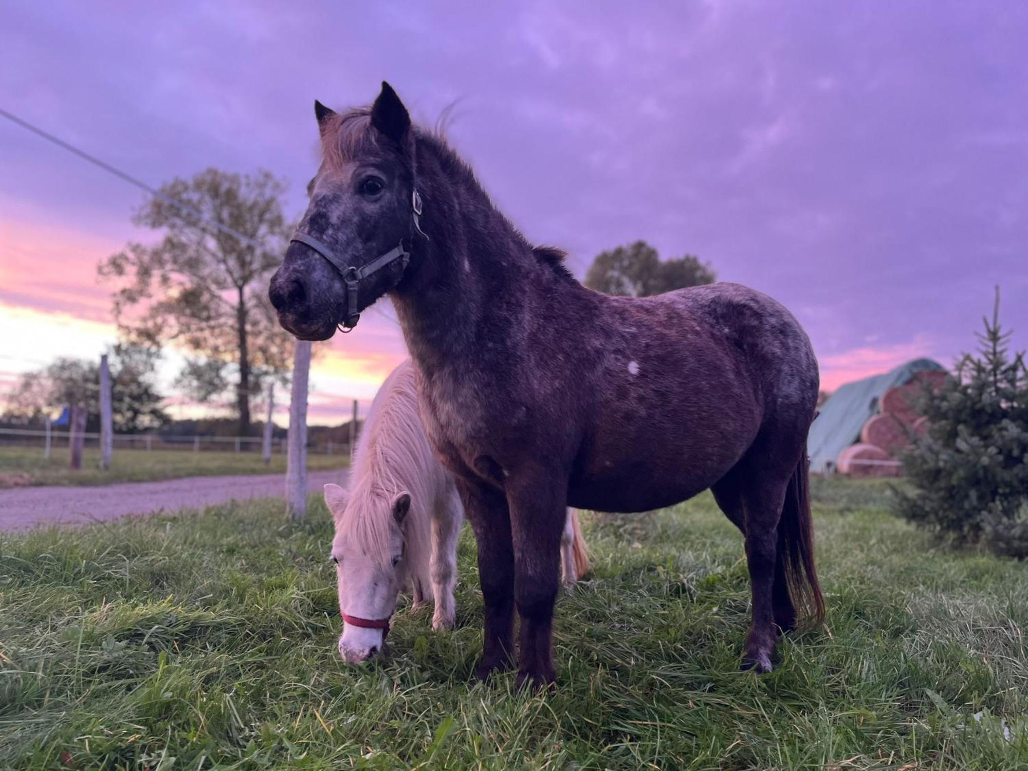 Stajnia Orlowscy Villa Ladzin  Esterno foto